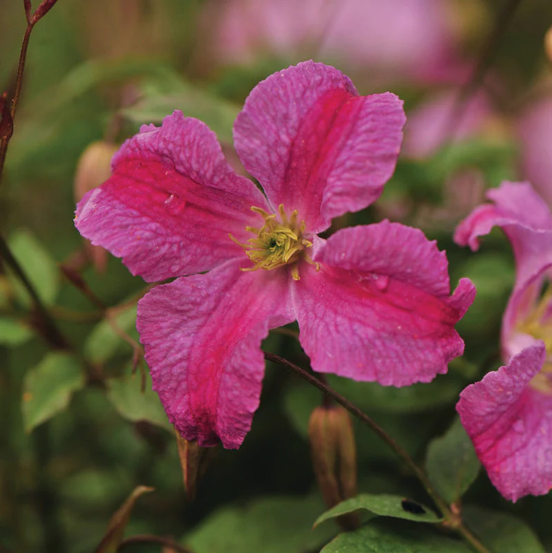 PINK MINK® Clematis | Proven Winners® - Image 5