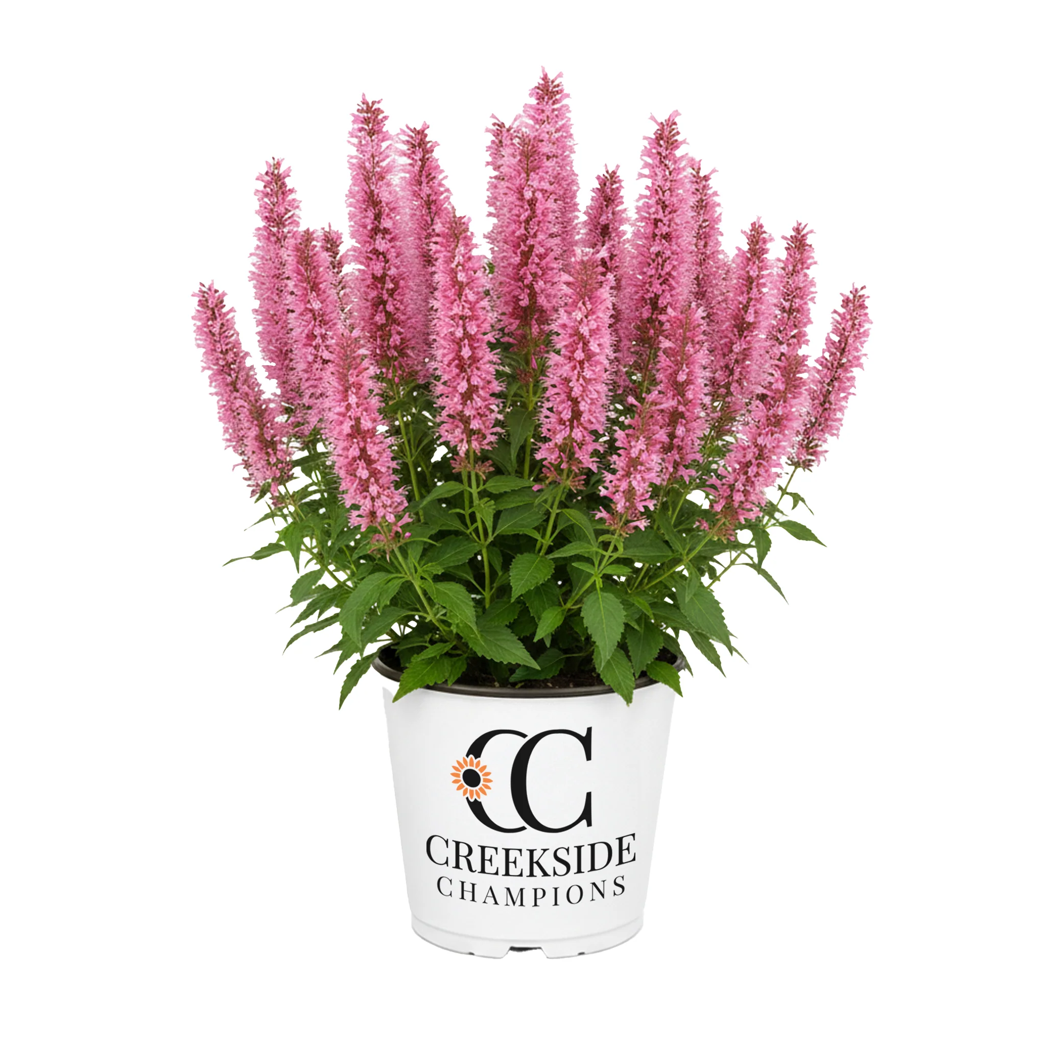 Pink Pearl' Agastache | Creekside Champions™