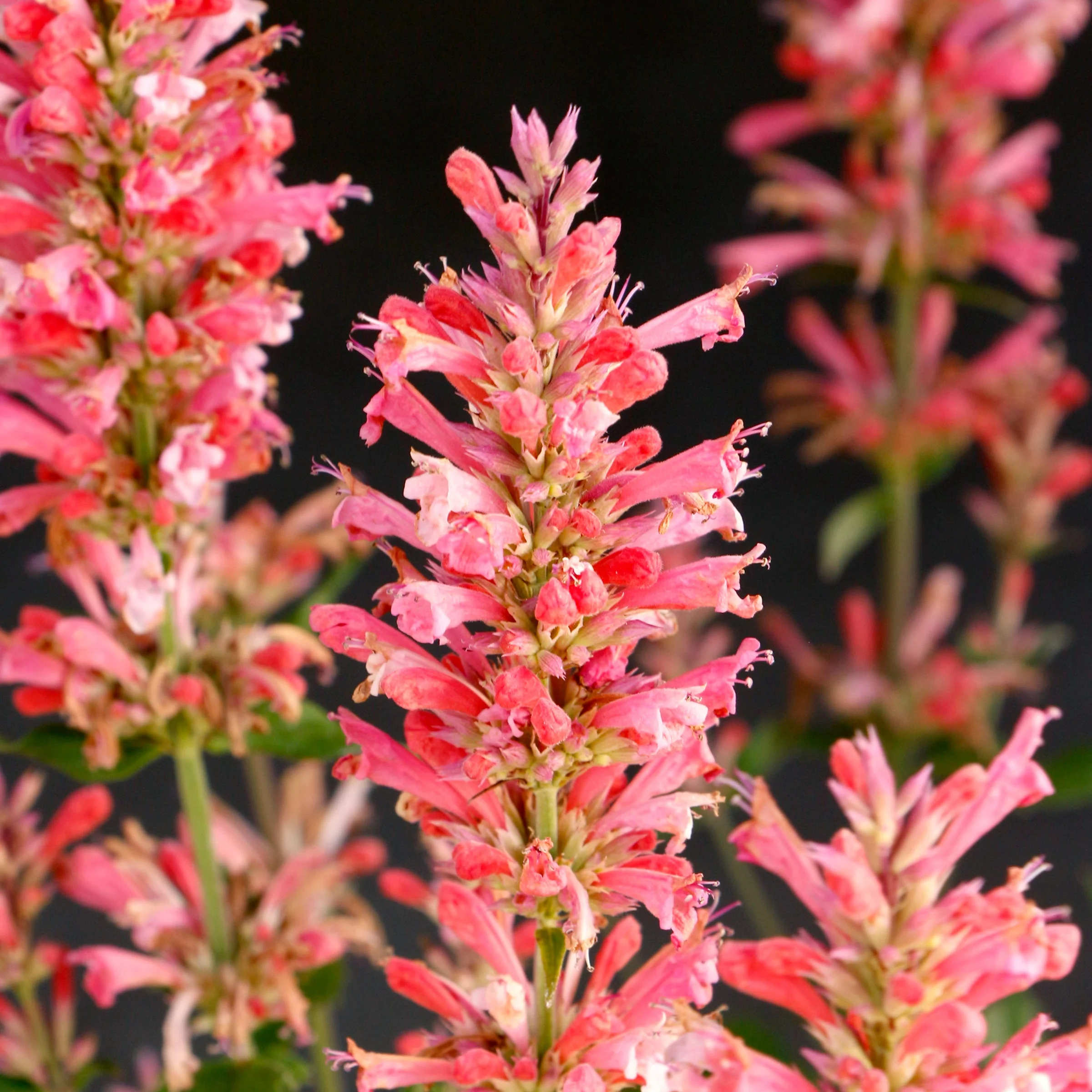Pink Pearl' Agastache | Creekside Champions™ - Image 10