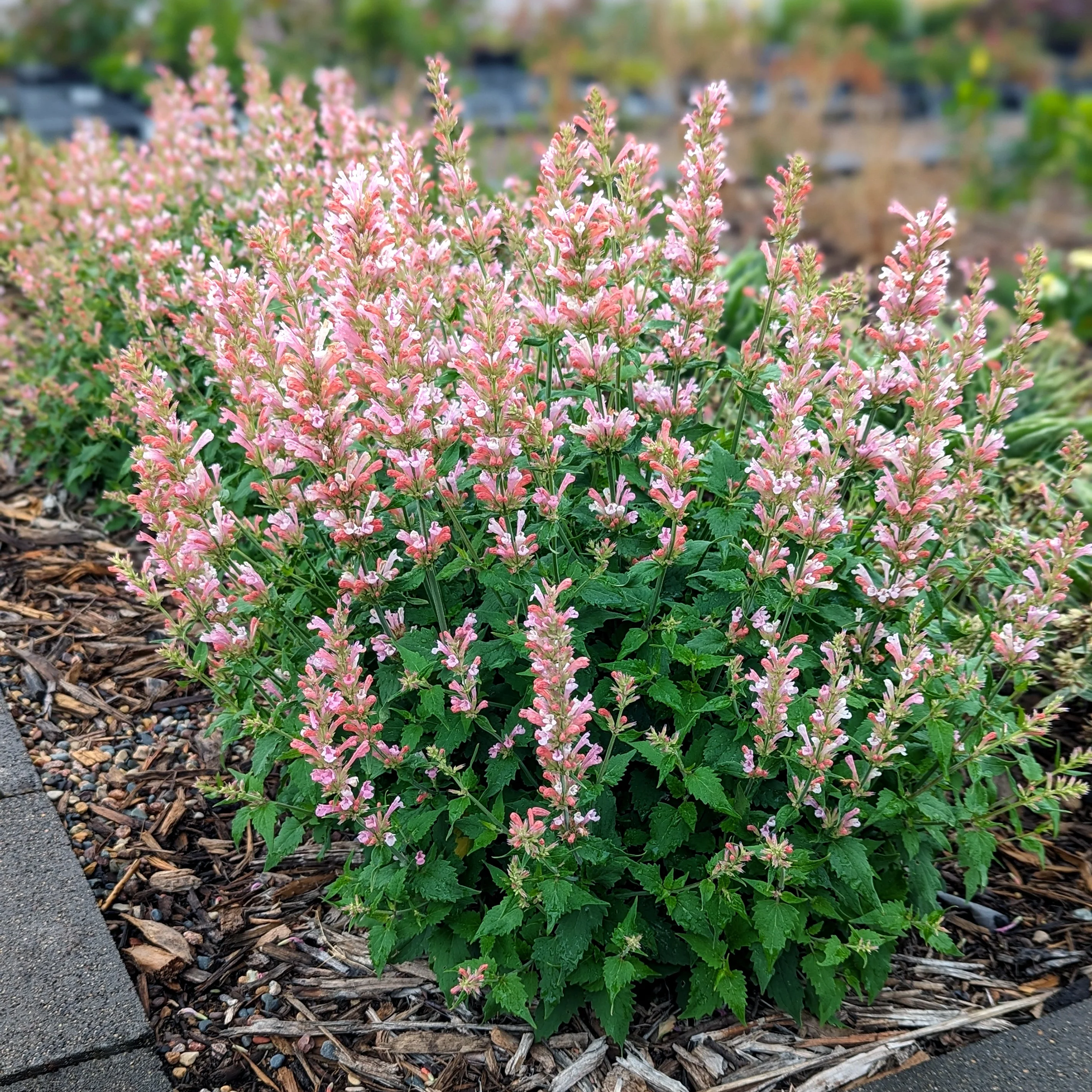 Pink Pearl' Agastache | Creekside Champions™ - Image 11