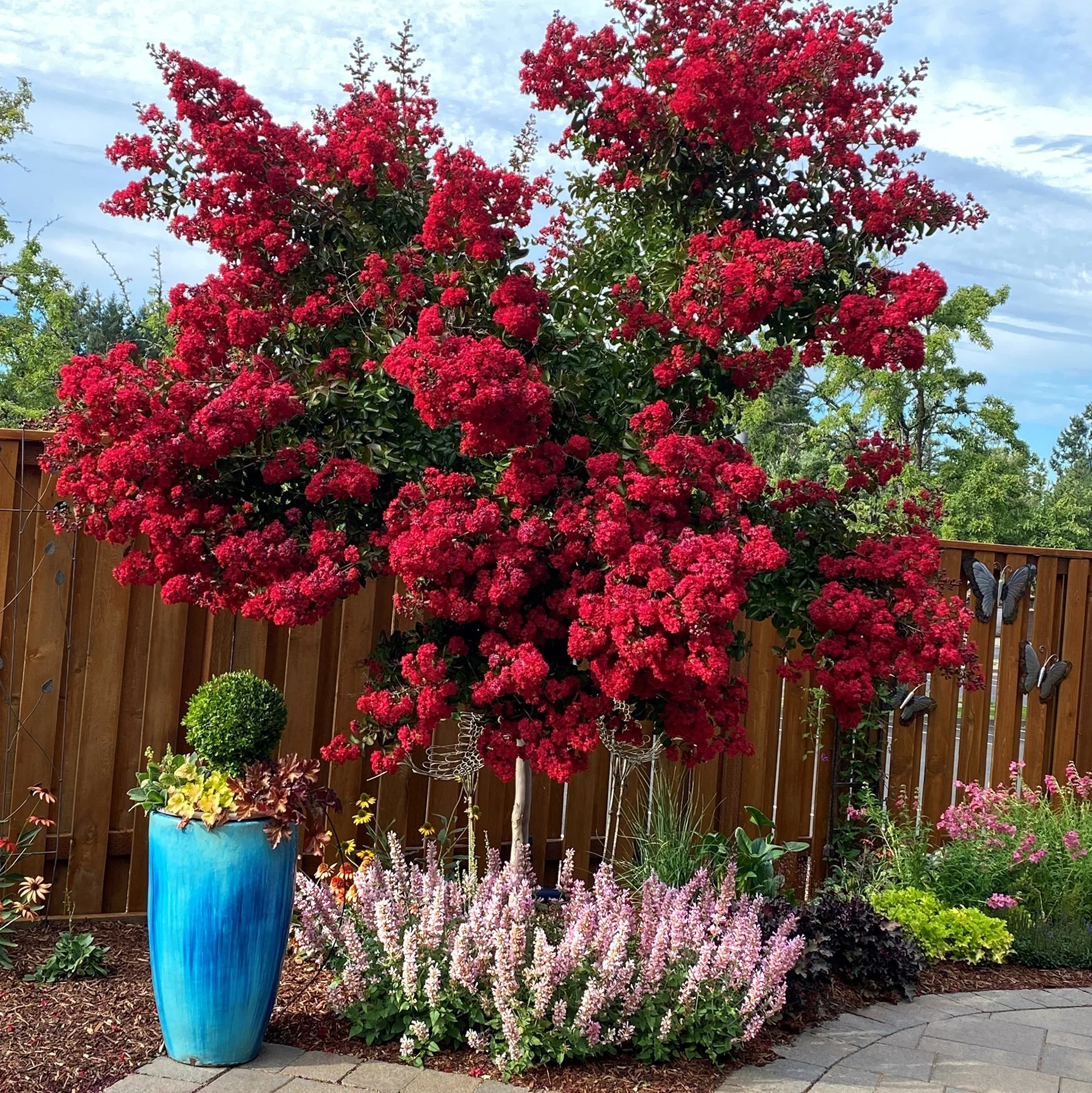 Pink Pearl' Agastache | Creekside Champions™ - Image 12