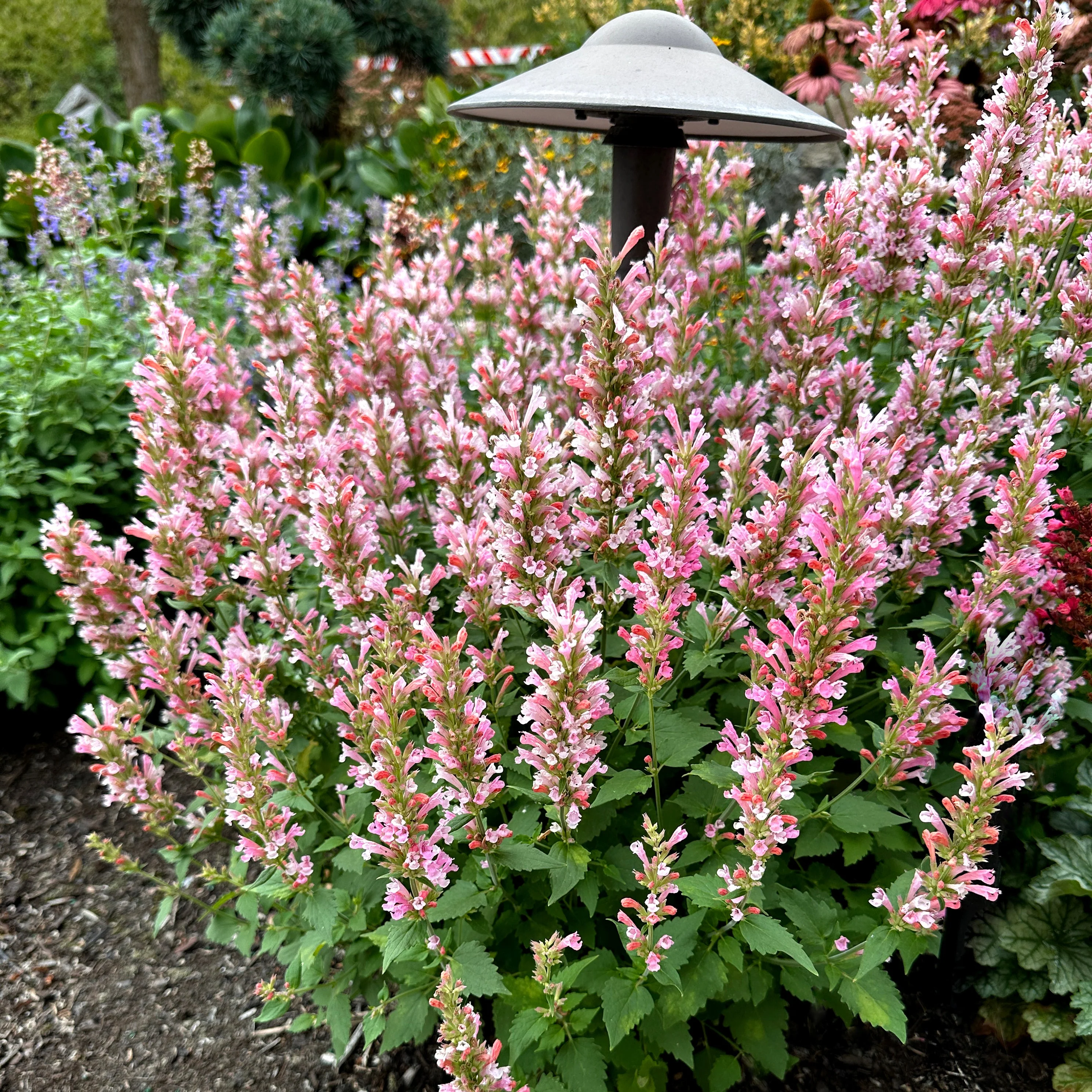 Pink Pearl' Agastache | Creekside Champions™ - Image 13
