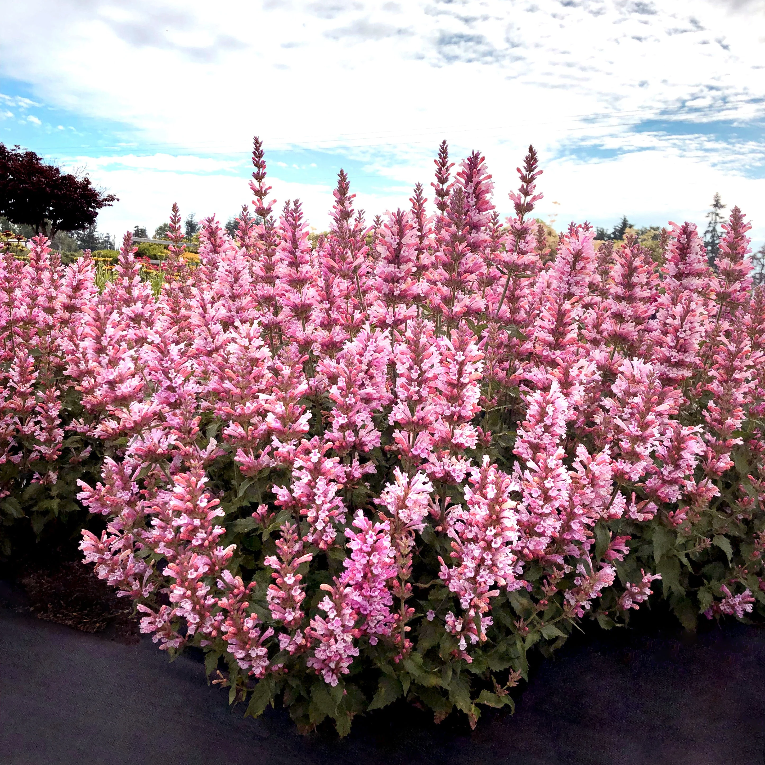 Pink Pearl' Agastache | Creekside Champions™ - Image 2