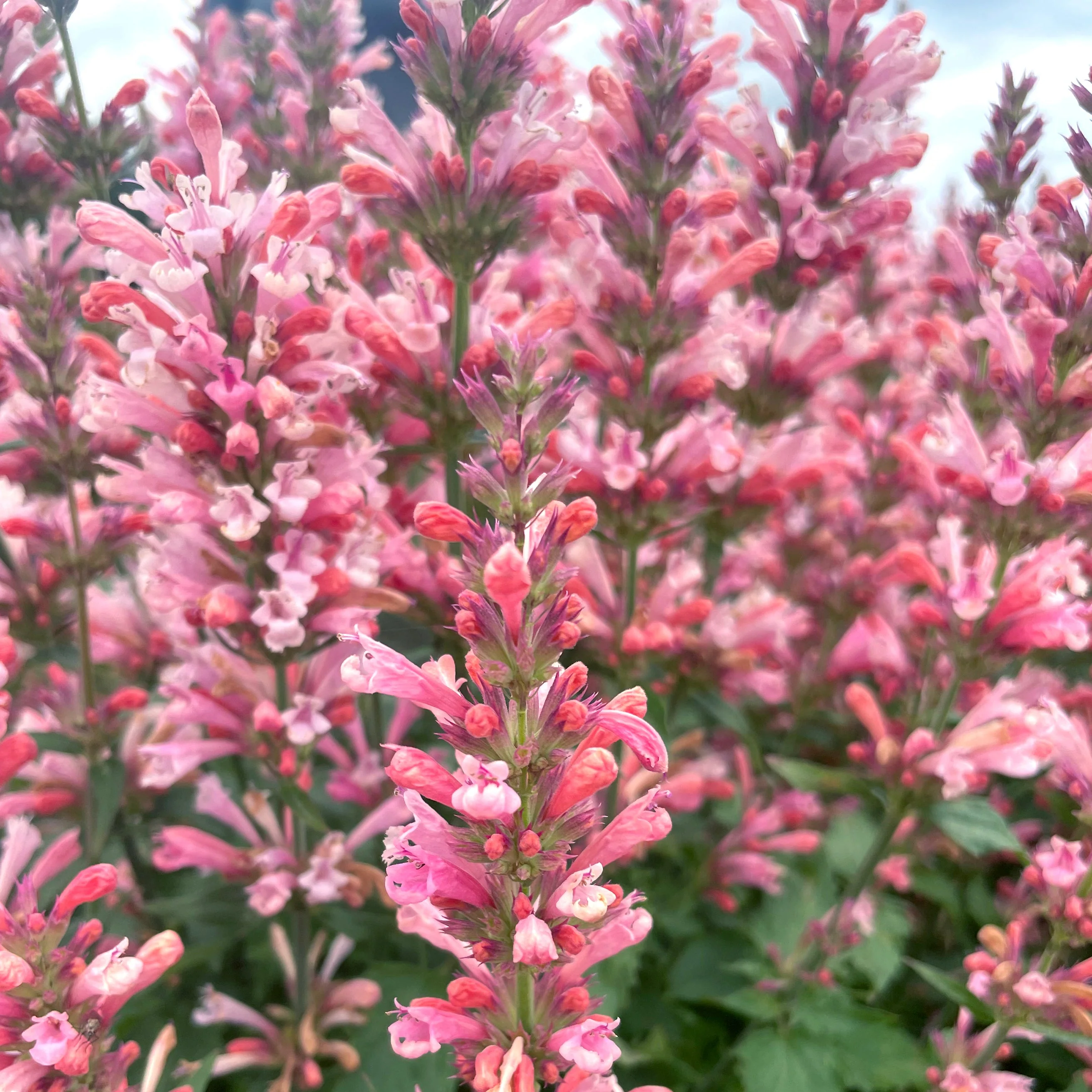 Pink Pearl' Agastache | Creekside Champions™ - Image 3