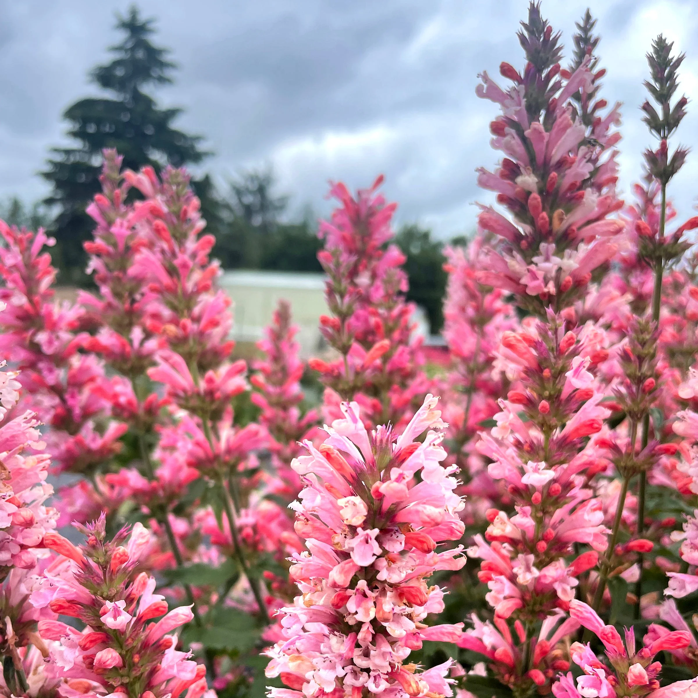 Pink Pearl' Agastache | Creekside Champions™ - Image 4
