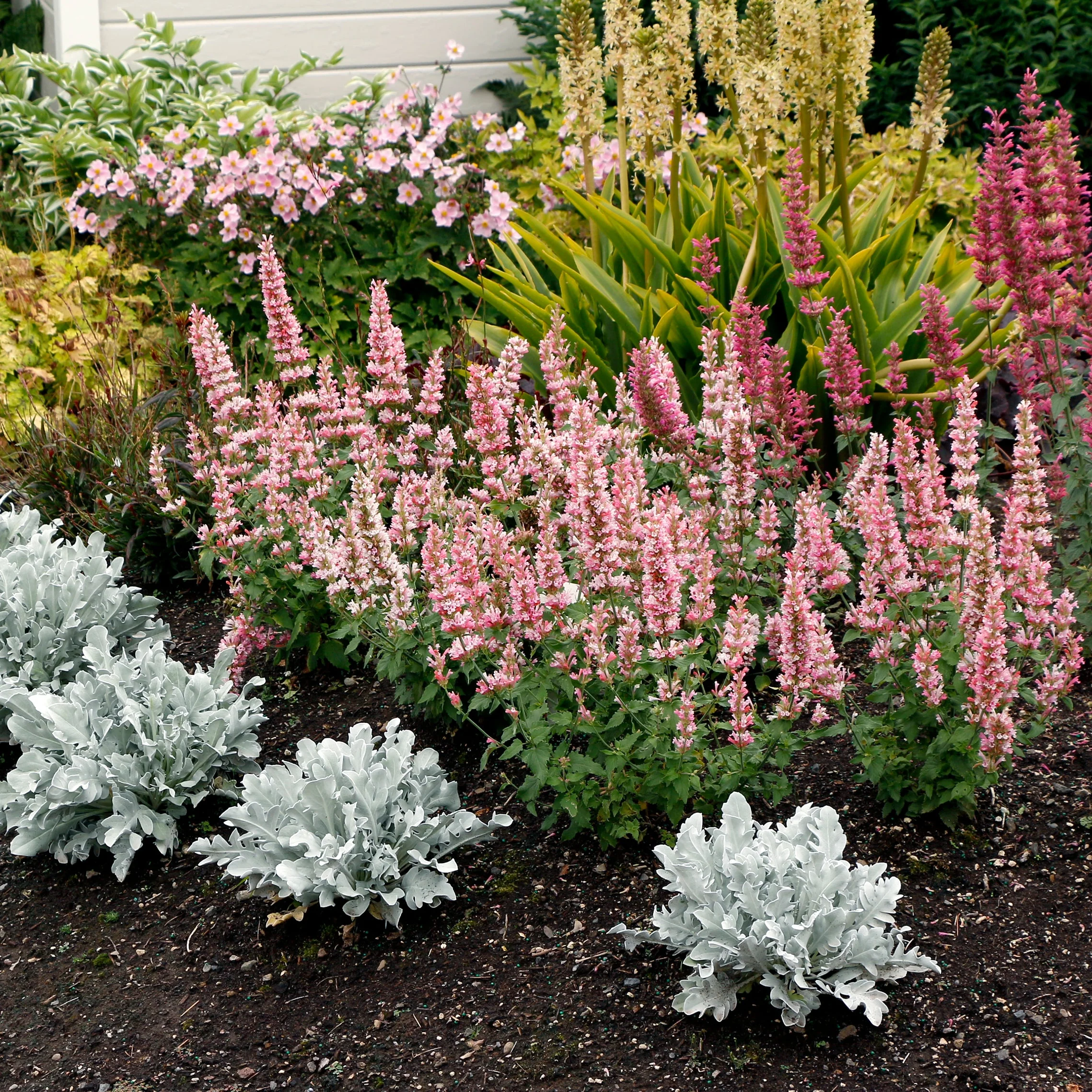 Pink Pearl' Agastache | Creekside Champions™ - Image 5