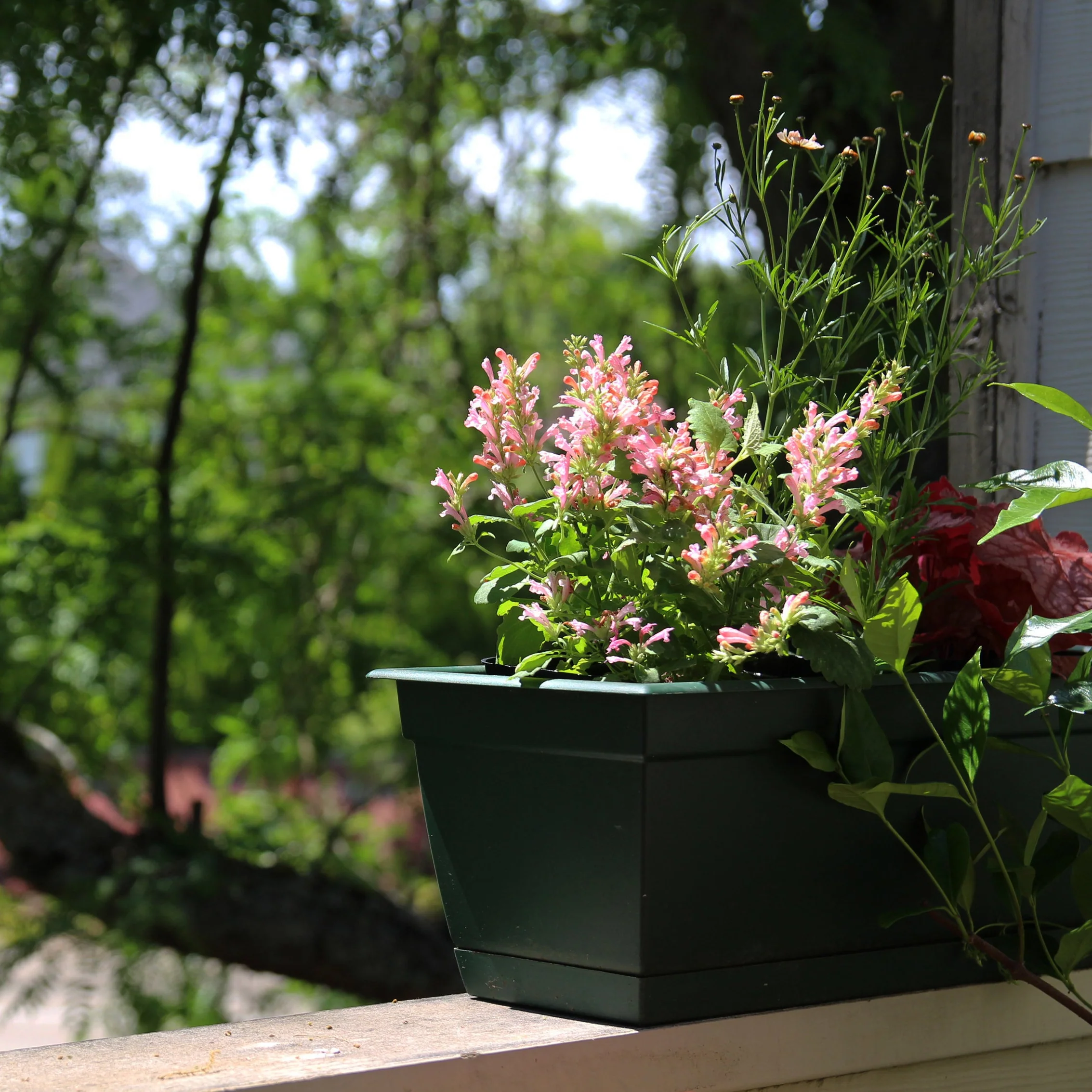 Pink Pearl' Agastache | Creekside Champions™ - Image 6
