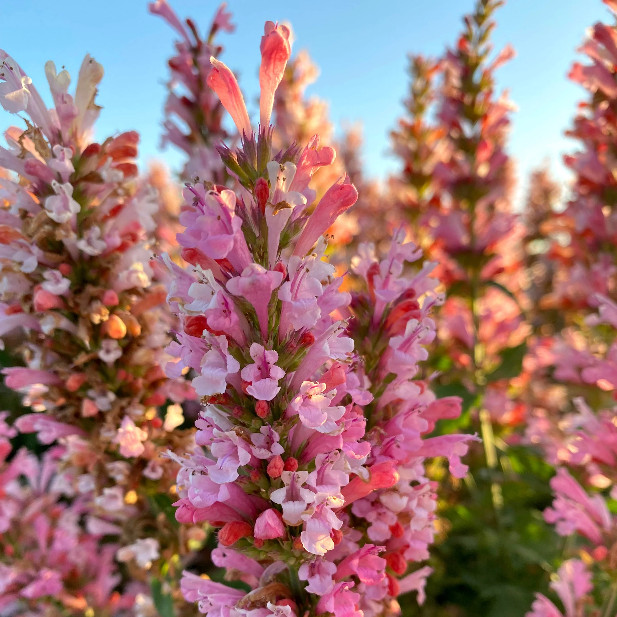Pink Pearl' Agastache | Creekside Champions™ - Image 7