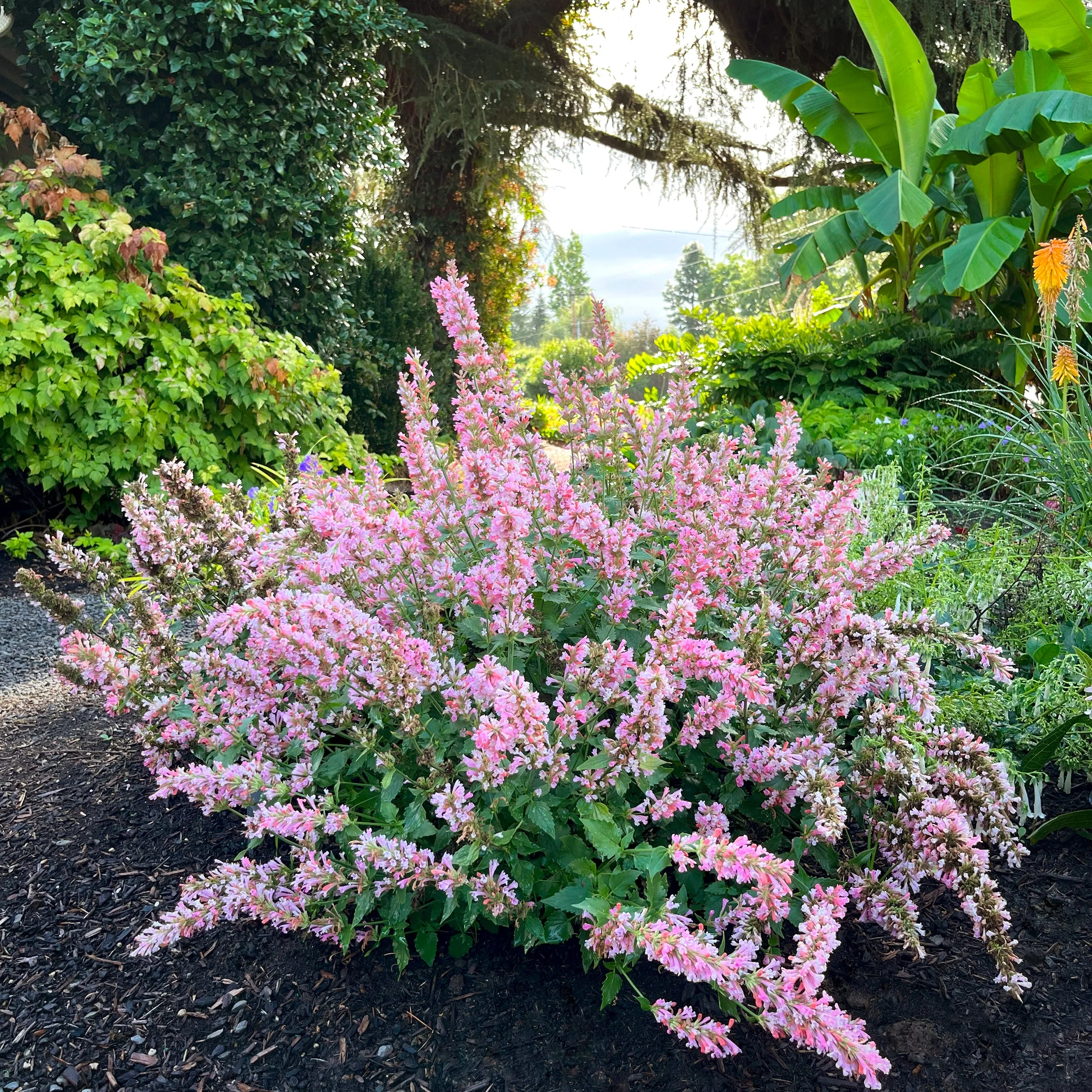 Pink Pearl' Agastache | Creekside Champions™ - Image 8