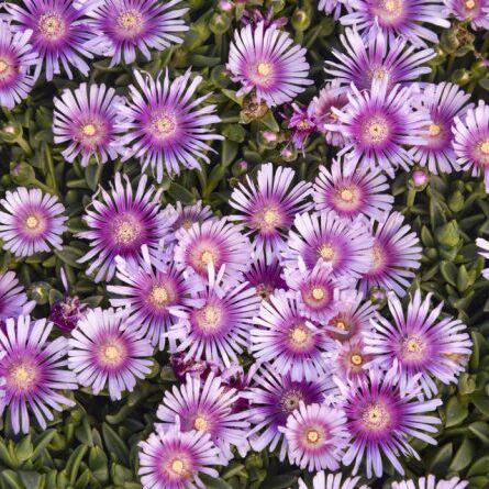 Pink Radiance' Delosperma