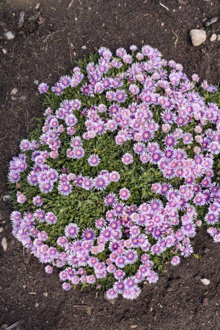 Pink Radiance' Delosperma - Image 2