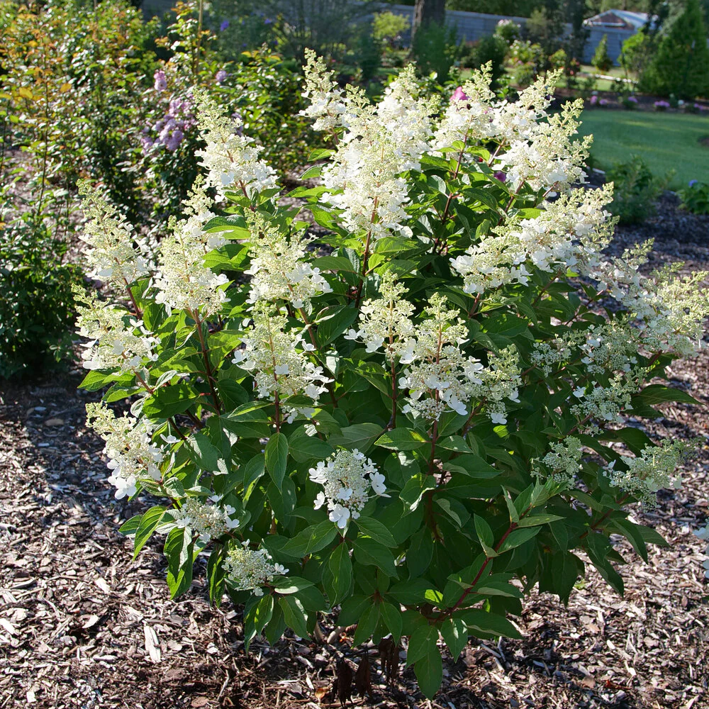 Pinky Winky Prime® Panicle Hydrangea - Image 2