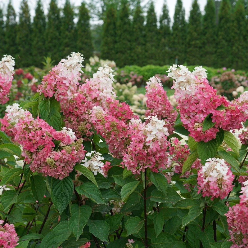 Pinky Winky Prime® Panicle Hydrangea - Image 3