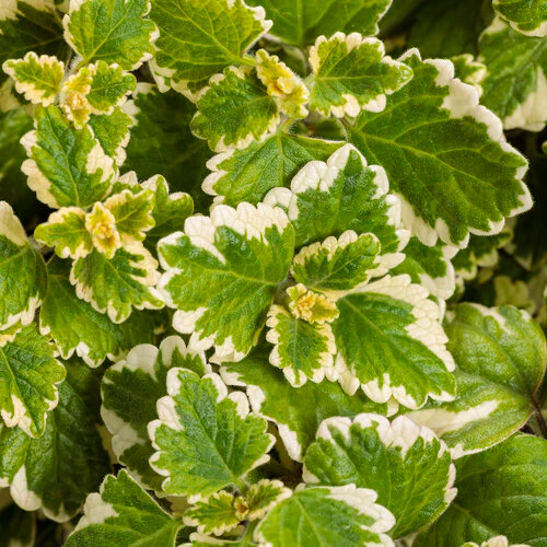 Variegata' Variegated Swedish Ivy Plectranthus coleoides | Proven Winners® - Image 2