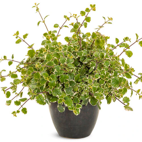Variegata' Variegated Swedish Ivy Plectranthus coleoides | Proven Winners® - Image 3