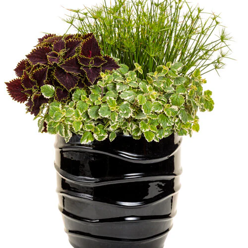 Variegata' Variegated Swedish Ivy Plectranthus coleoides | Proven Winners® - Image 4
