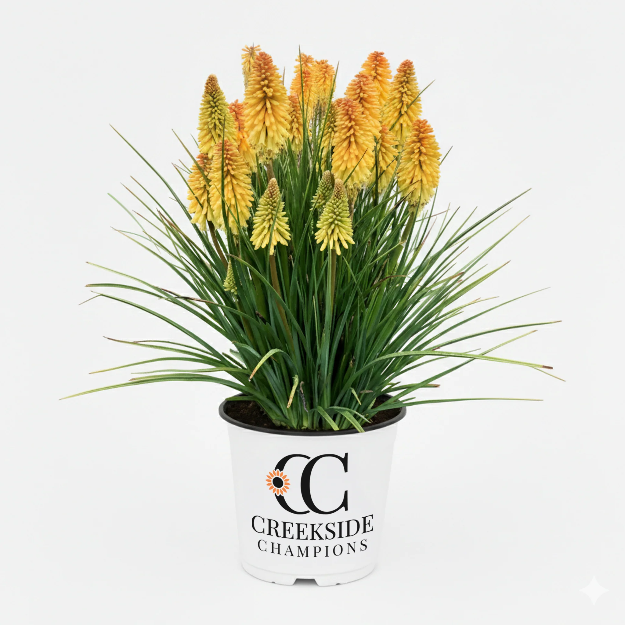 Poco Butter Brickle' Kniphofia | Creekside Champions™