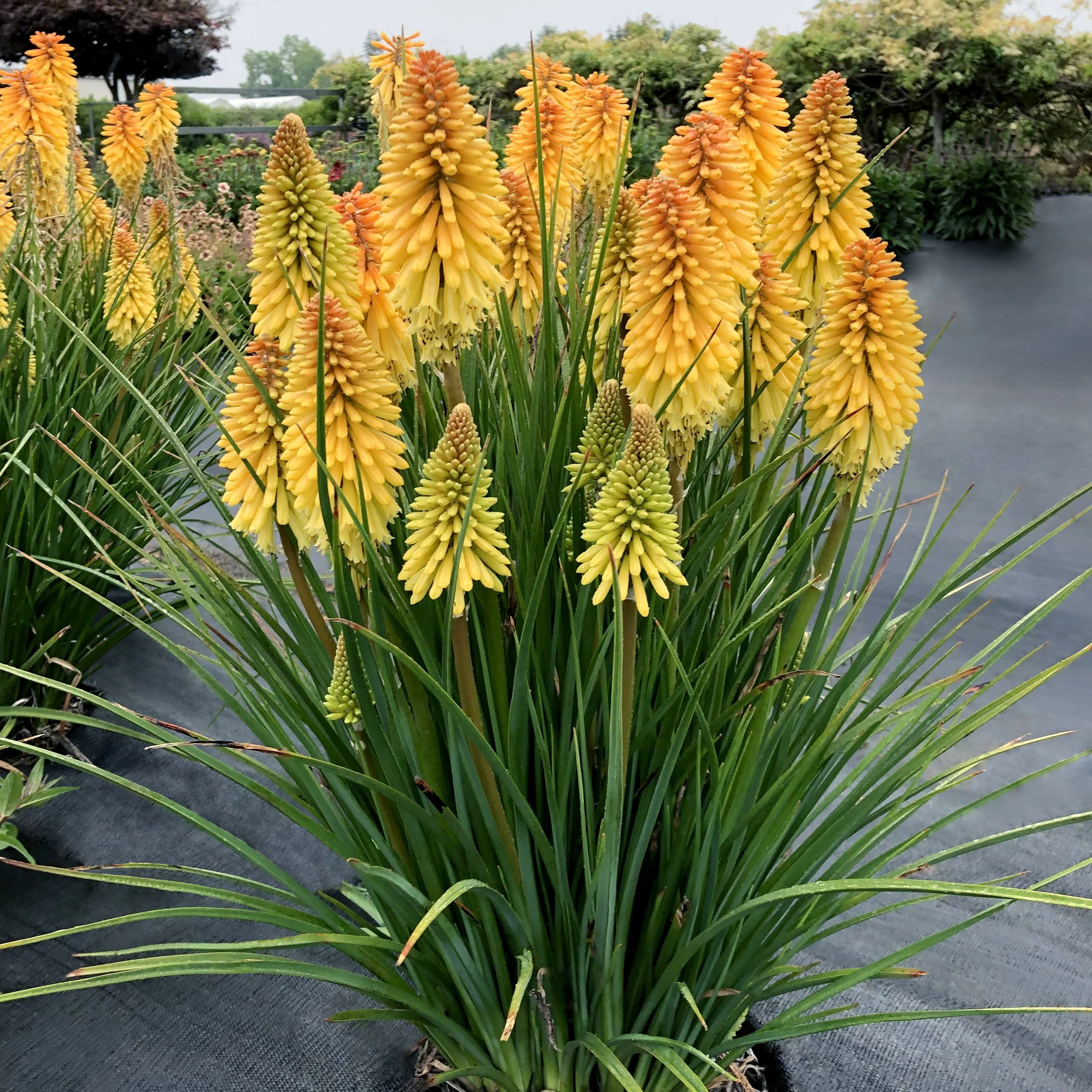 Poco Butter Brickle' Kniphofia | Creekside Champions™ - Image 2