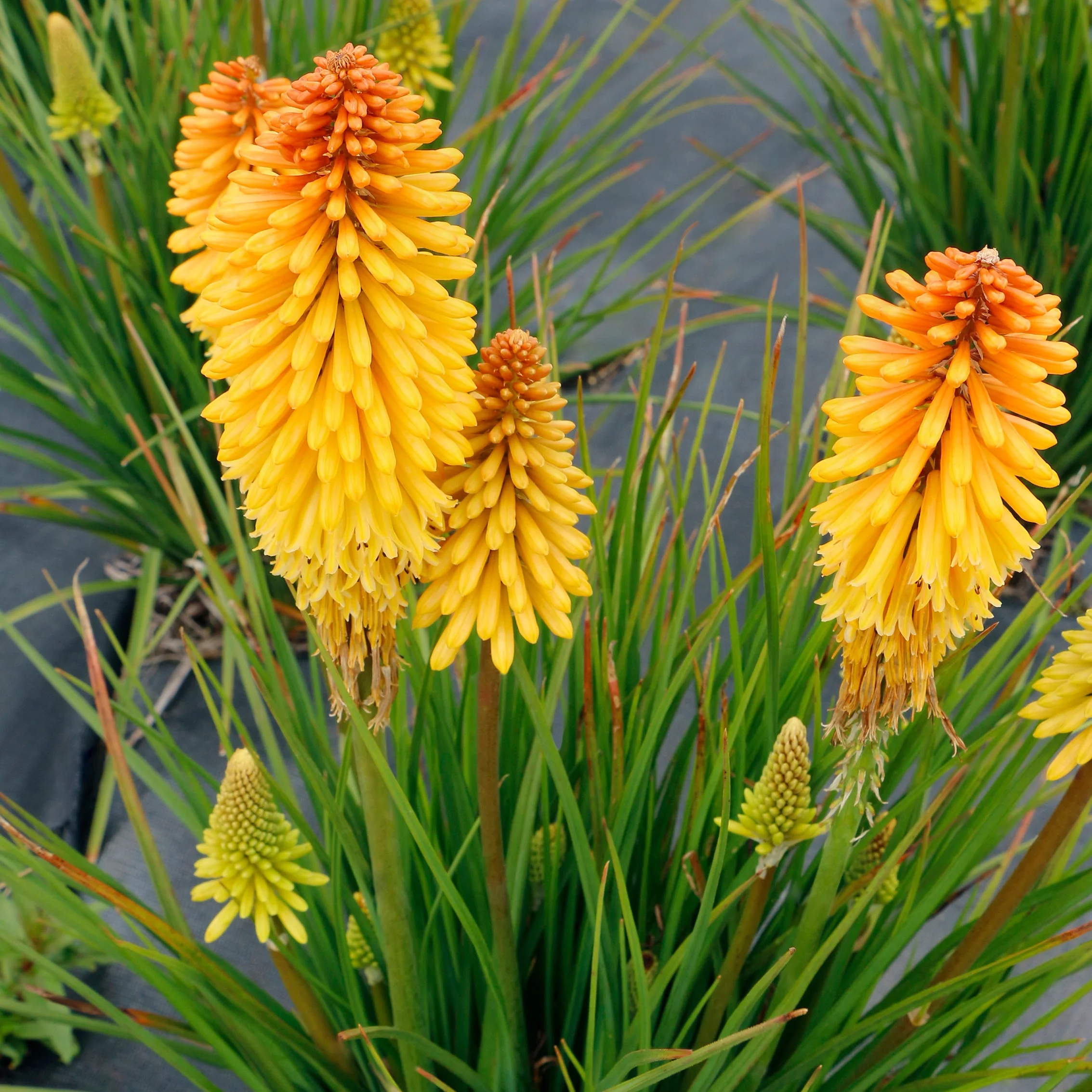 Poco Butter Brickle' Kniphofia | Creekside Champions™ - Image 3
