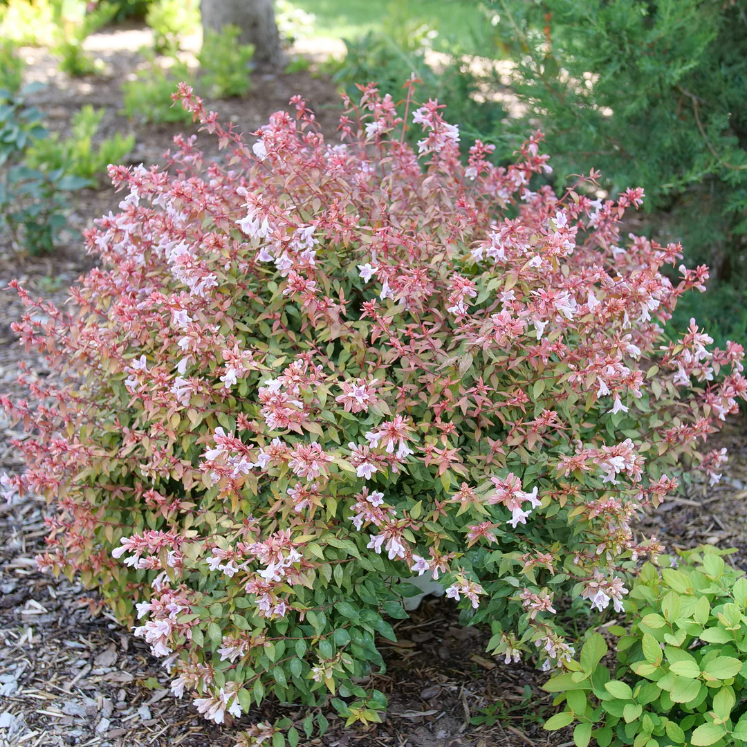 POCO LOCO™ Abelia