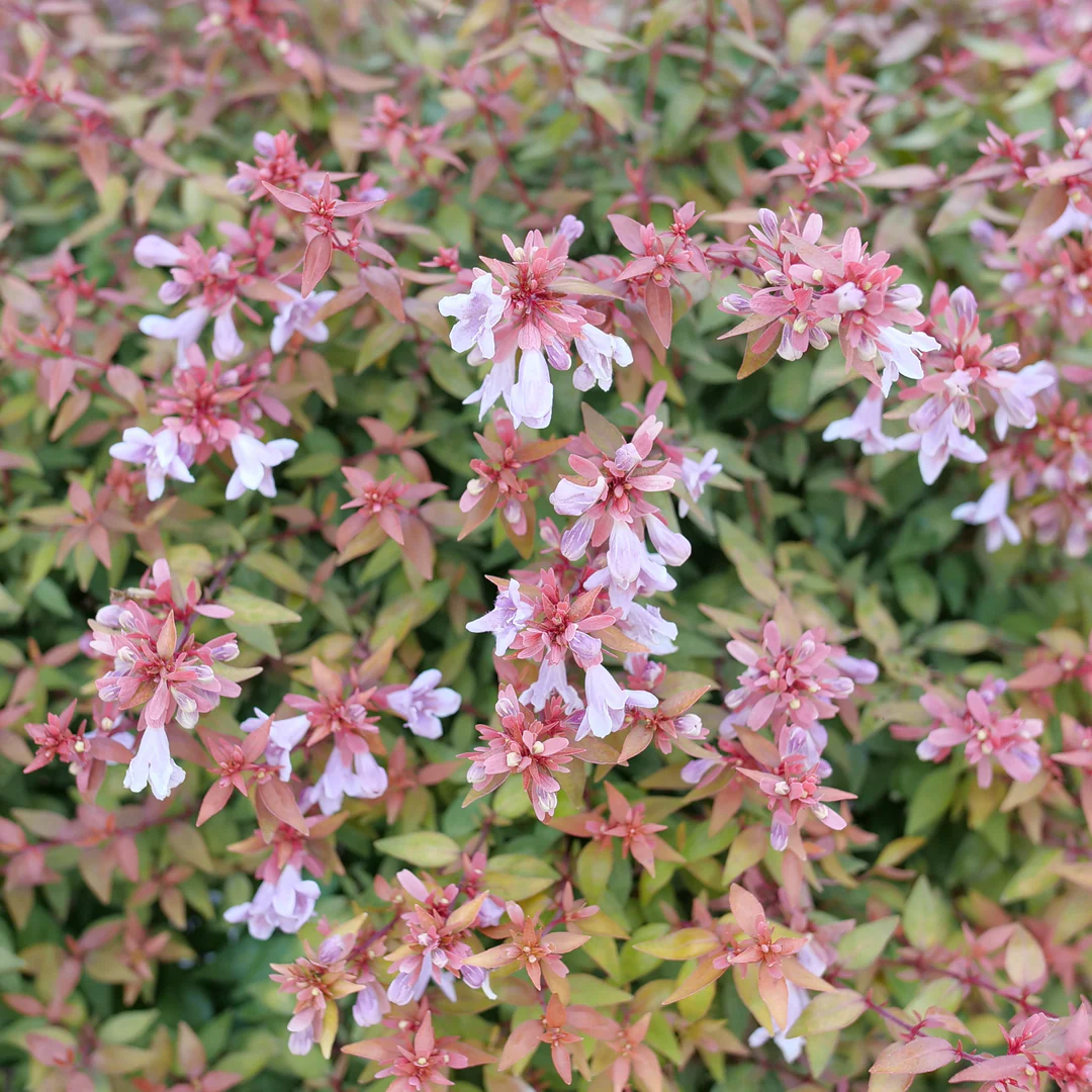 POCO LOCO™ Abelia - Image 2
