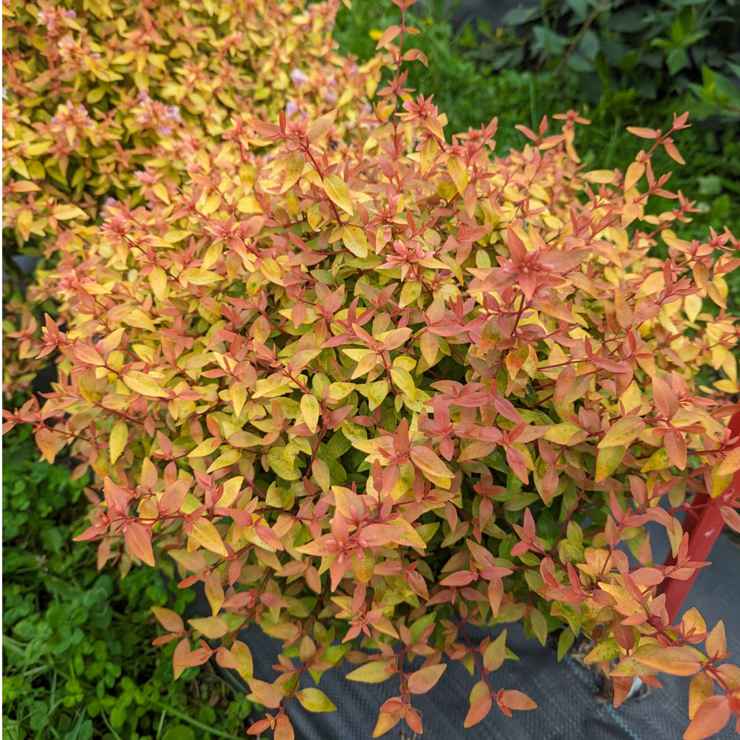 POCO LOCO™ Abelia - Image 3