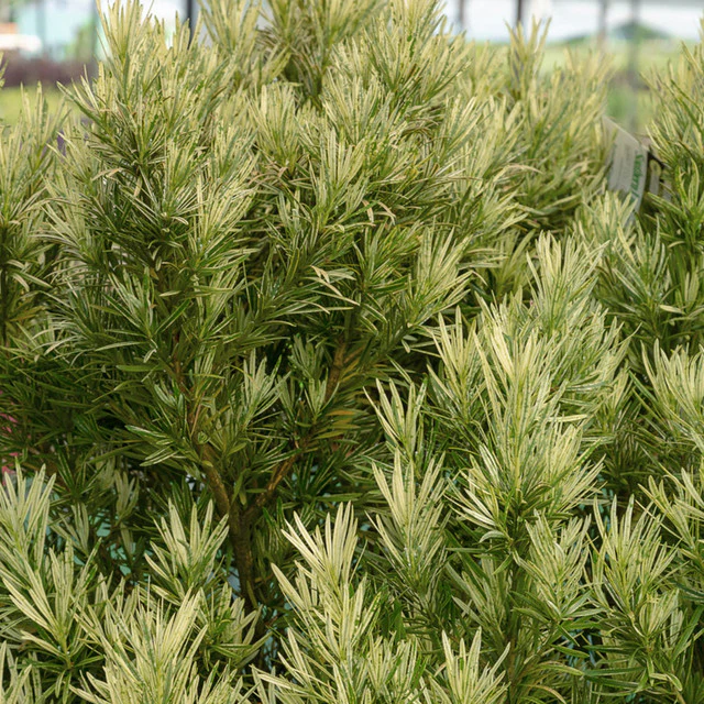 Podocarpus Roman Candle® - Image 3