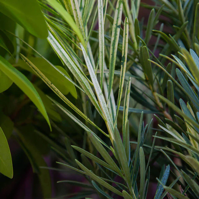 Podocarpus Roman Candle® - Image 4