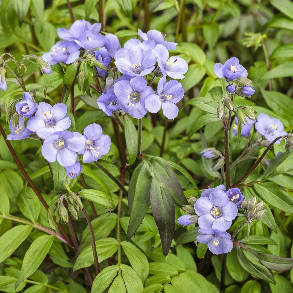 Polemonium 'Heaven Scent'