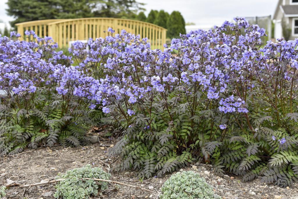 Polemonium 'Heaven Scent' - Image 2