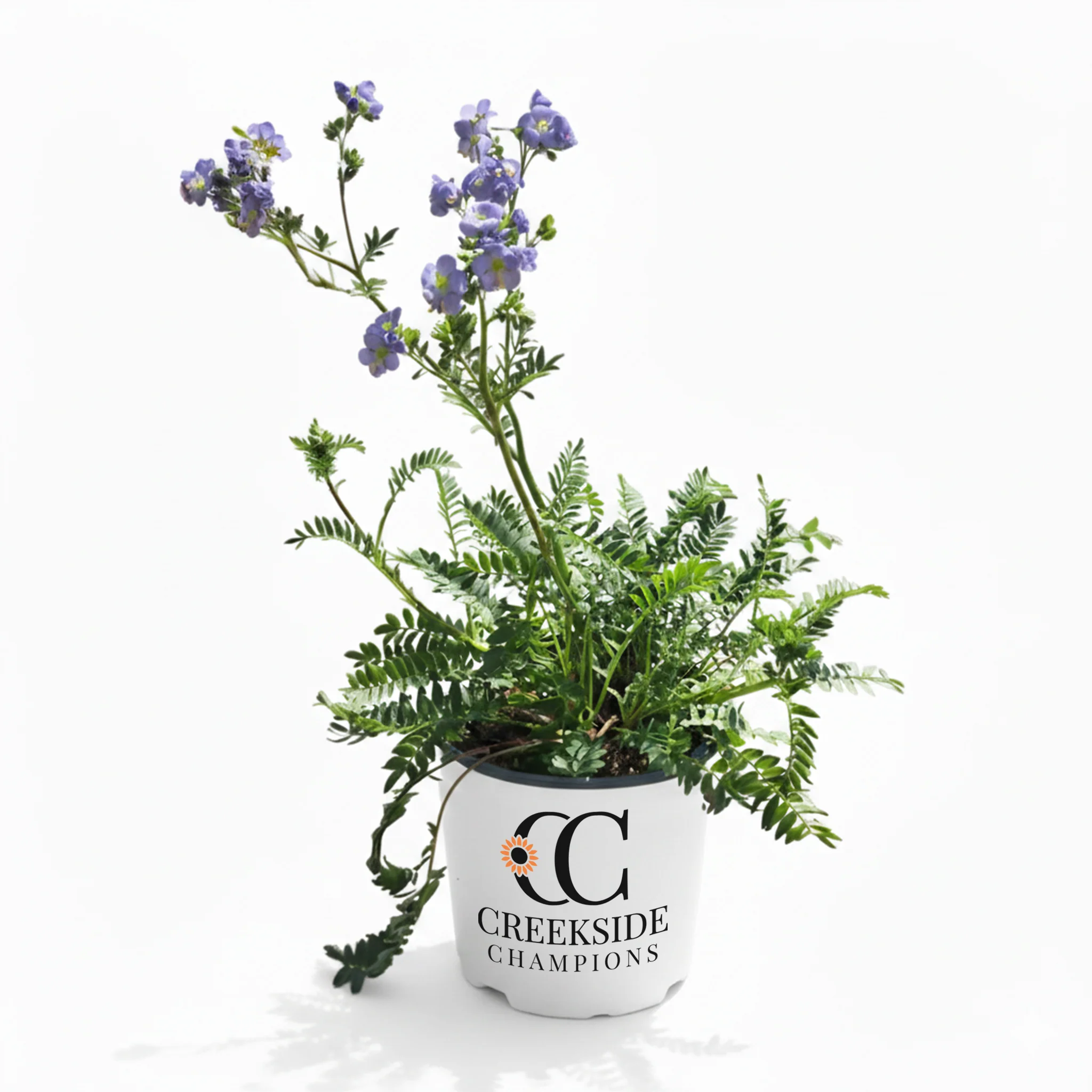 ‘Hurricane Ridge’ Polemonium | Creekside Champions™