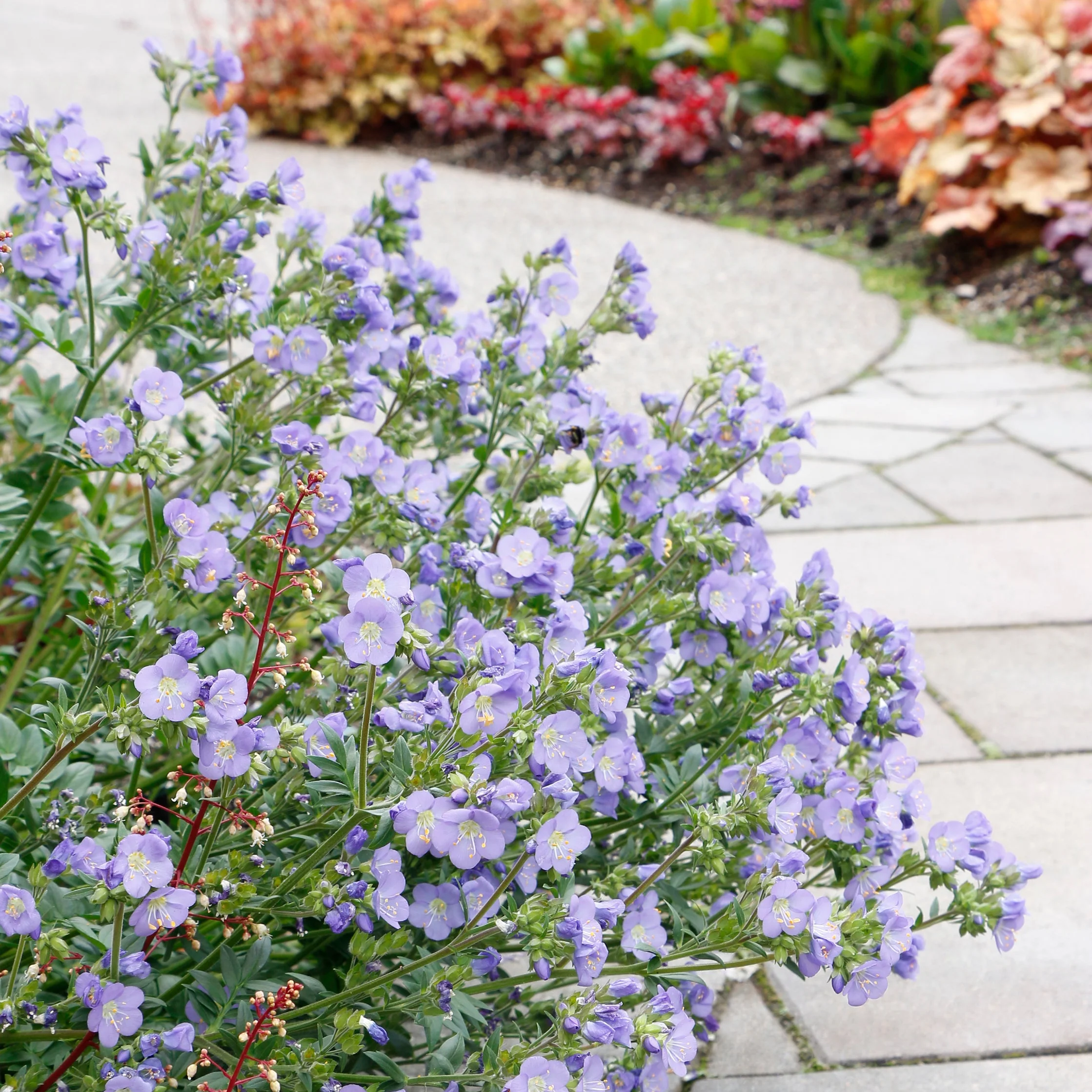 ‘Hurricane Ridge’ Polemonium | Creekside Champions™ - Image 2
