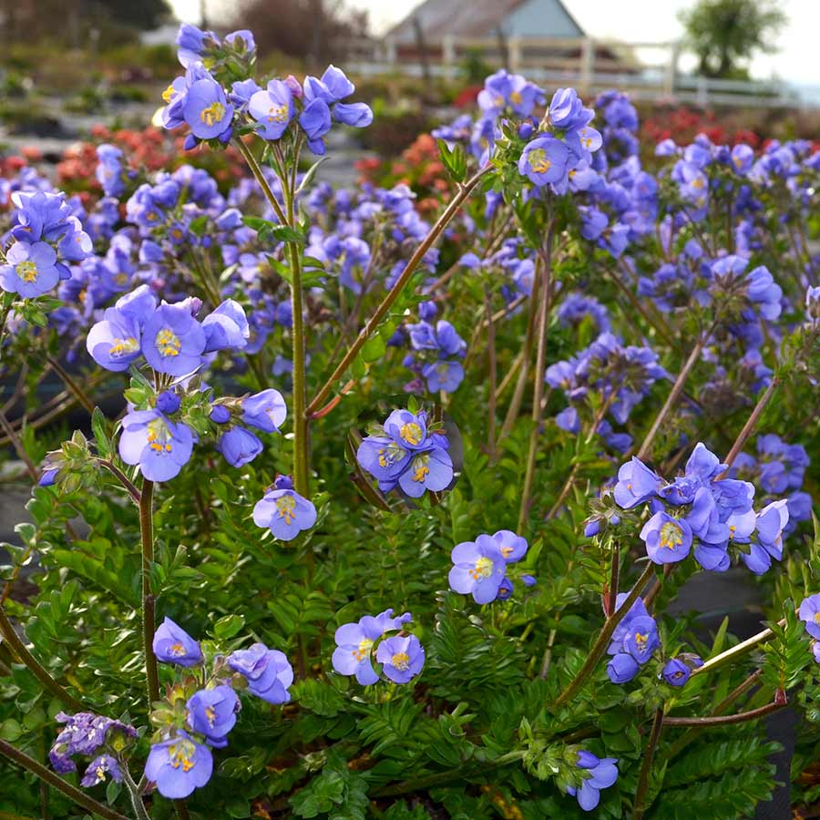 ‘Hurricane Ridge’ Polemonium | Creekside Champions™ - Image 3