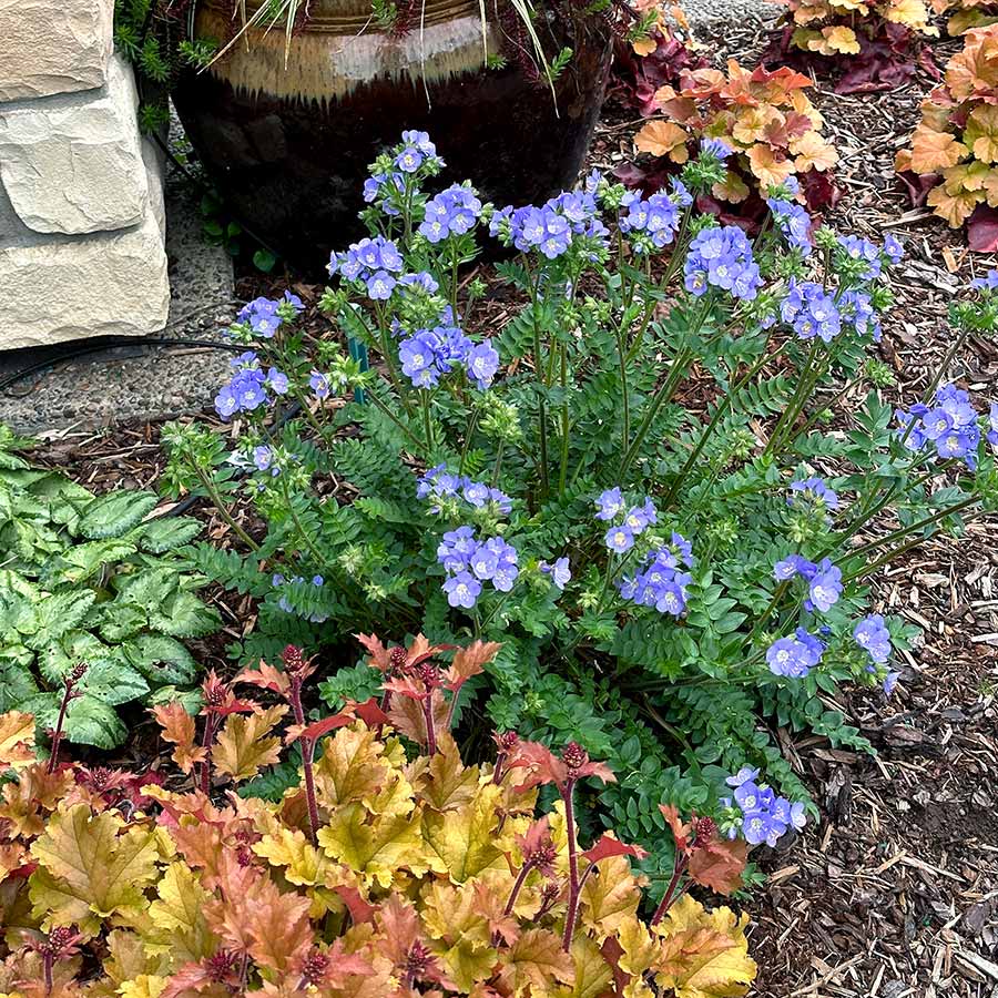 ‘Hurricane Ridge’ Polemonium | Creekside Champions™ - Image 4