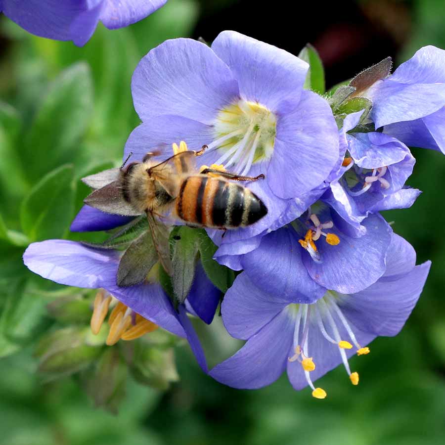 ‘Hurricane Ridge’ Polemonium | Creekside Champions™ - Image 5