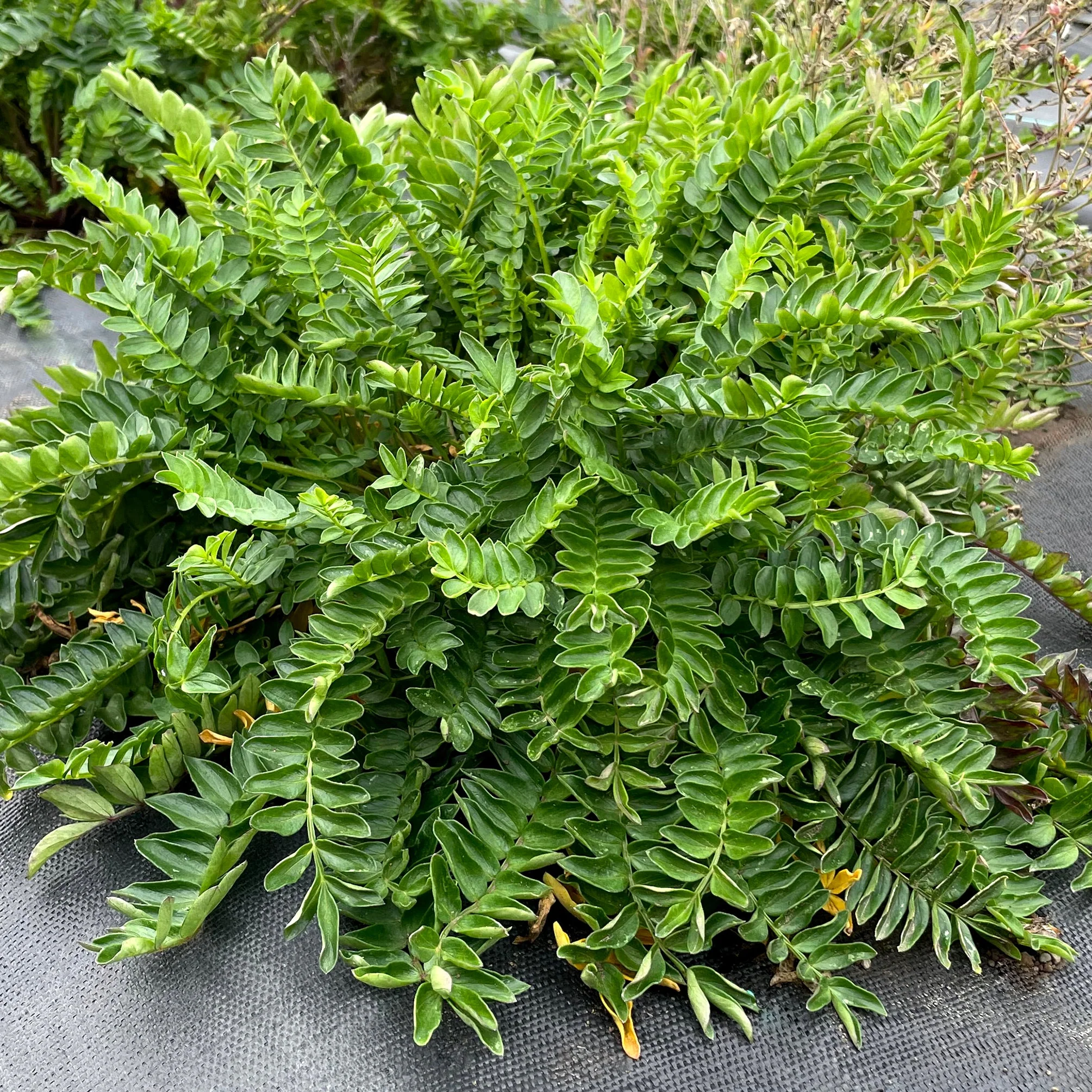 ‘Hurricane Ridge’ Polemonium | Creekside Champions™ - Image 6