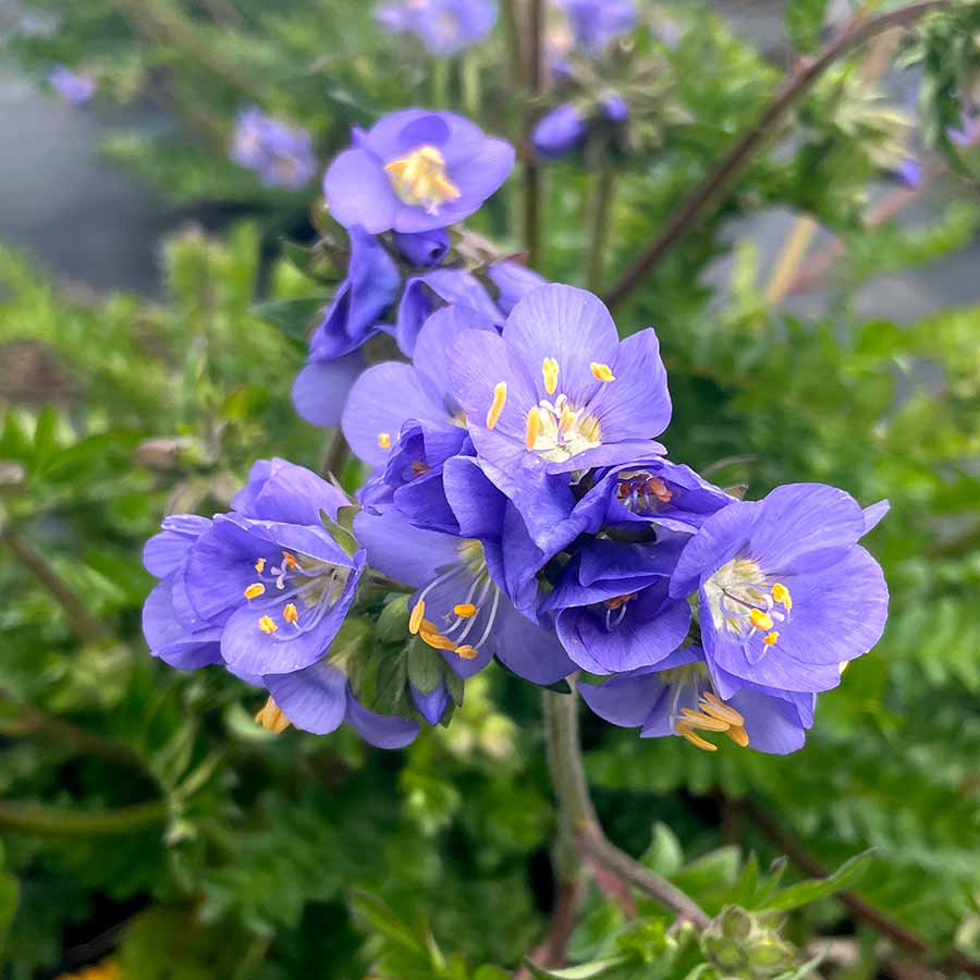 ‘Hurricane Ridge’ Polemonium | Creekside Champions™ - Image 8
