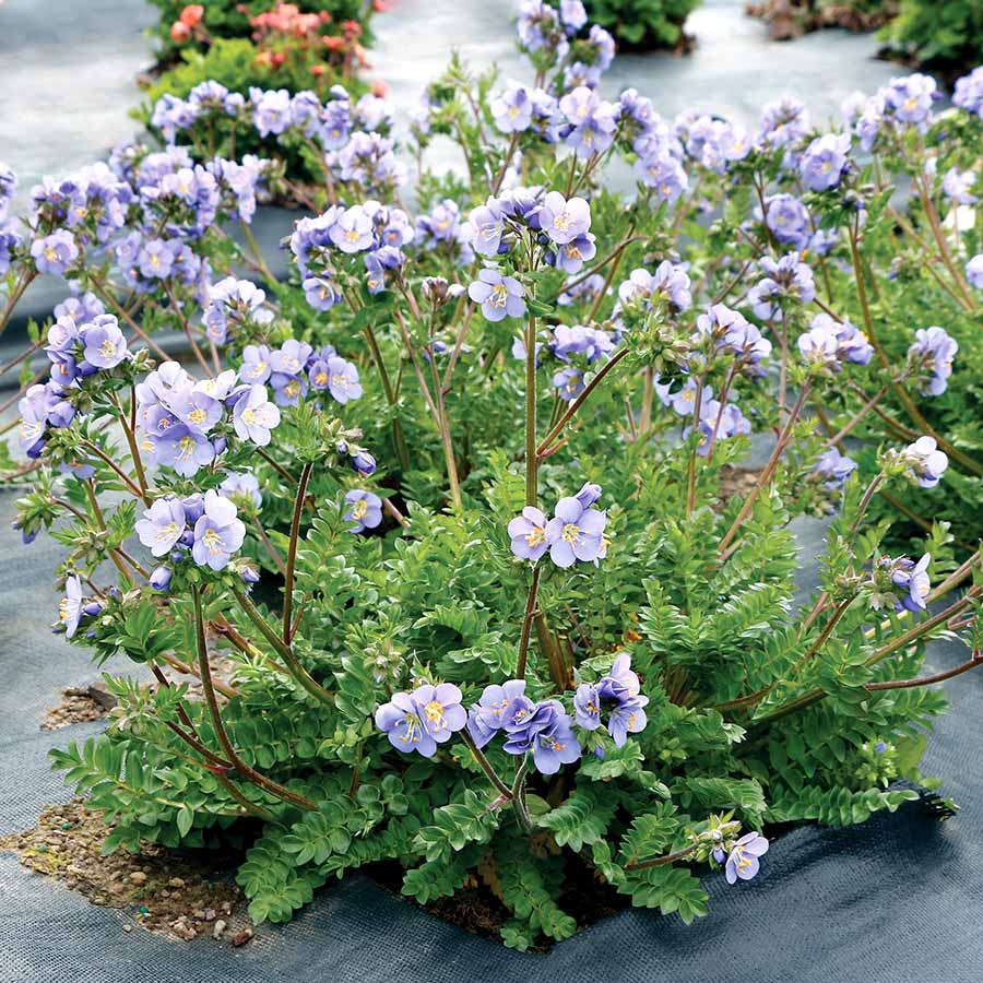 ‘Hurricane Ridge’ Polemonium | Creekside Champions™ - Image 9