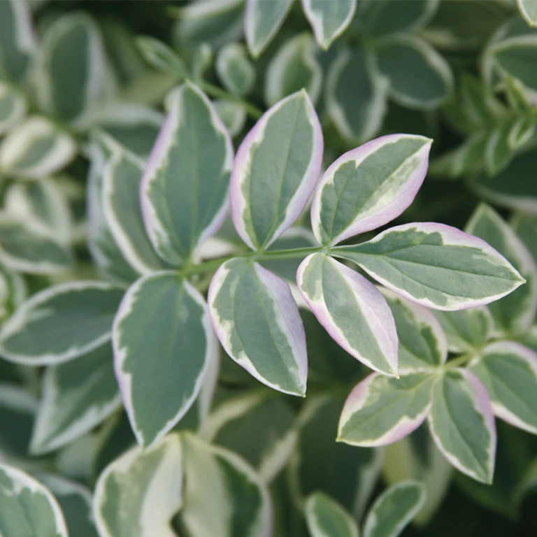Polemonium Stairway to Heaven