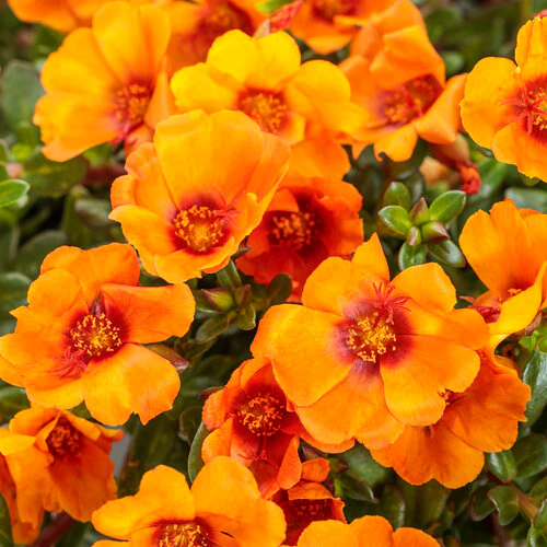Mojave® Mango Portulaca