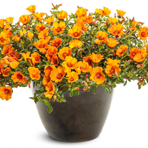 Mojave® Mango Portulaca - Image 2