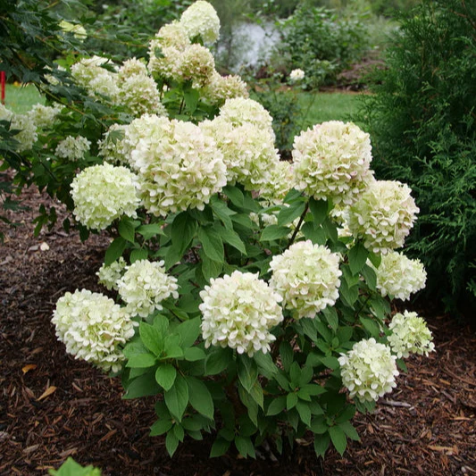 POWERBALL™ Panicle Hydrangea