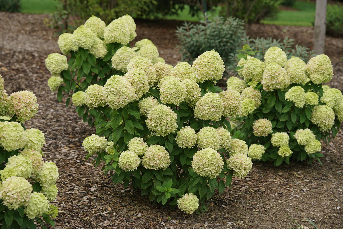 POWERBALL™ Panicle Hydrangea - Image 2