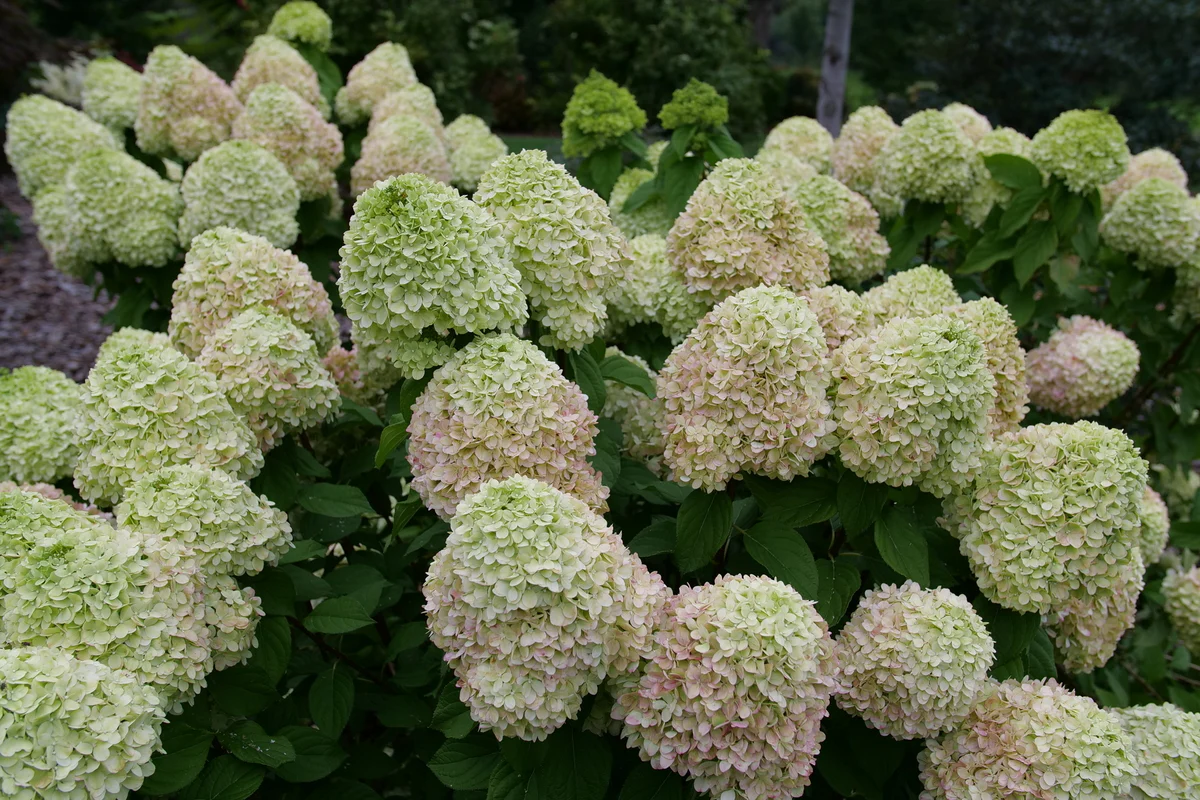 POWERBALL™ Panicle Hydrangea - Image 3