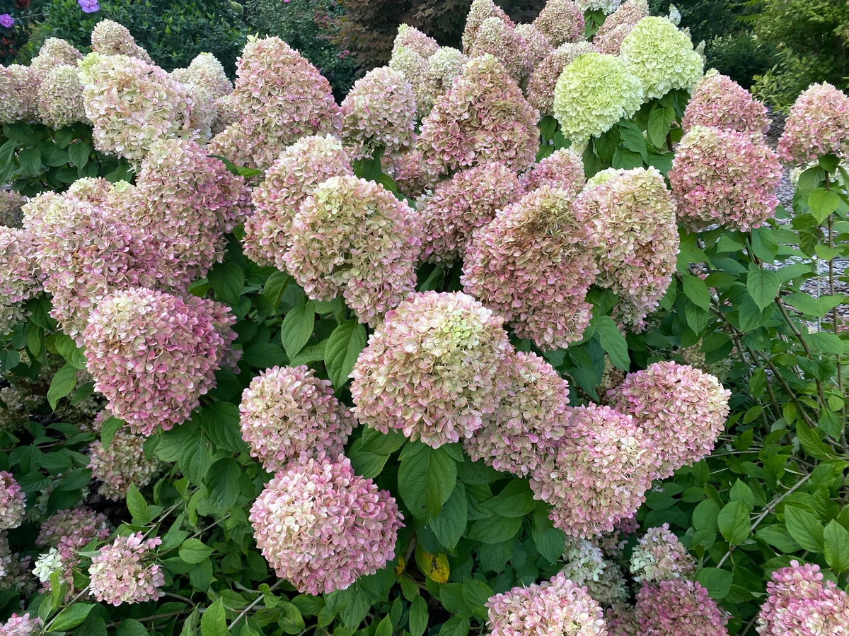 POWERBALL™ Panicle Hydrangea - Image 4