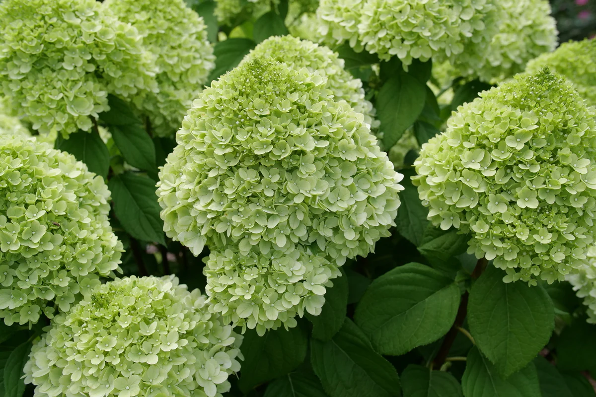 POWERBALL™ Panicle Hydrangea - Image 5