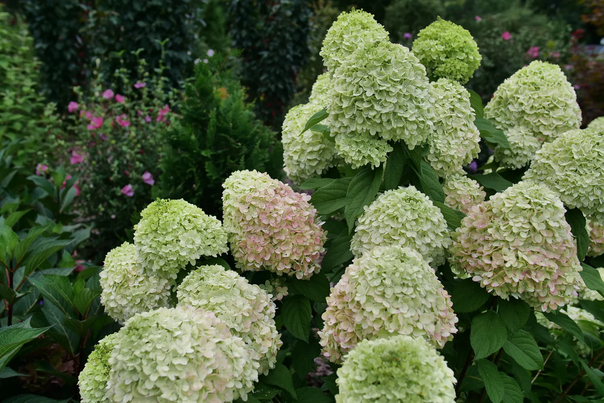 POWERBALL™ Panicle Hydrangea - Image 6