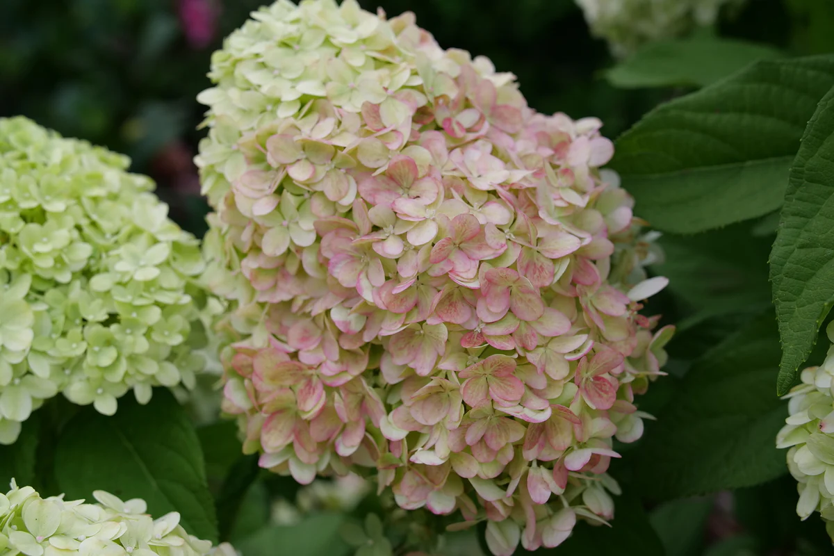 POWERBALL™ Panicle Hydrangea - Image 7