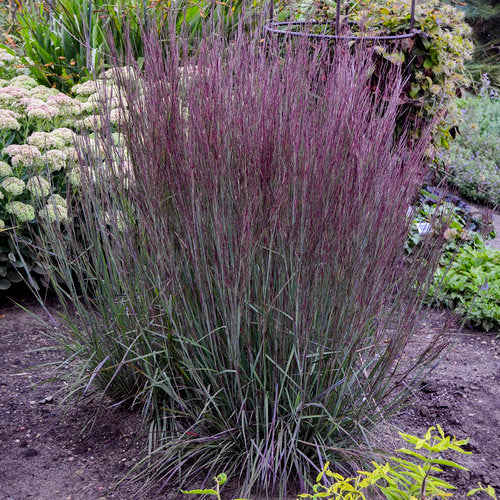 Prairie Winds® 'Blue Paradise' Little Bluestem | Proven Winners®