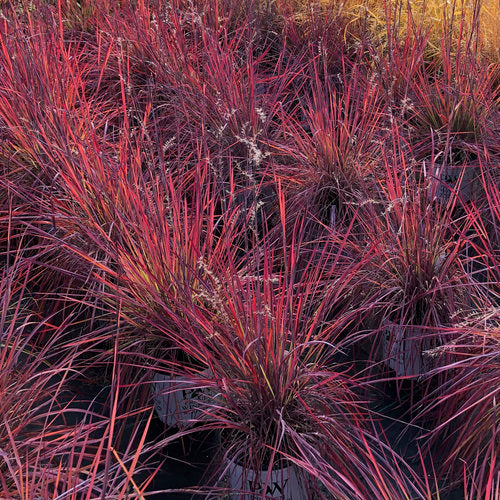 Prairie Winds® 'Blue Paradise' Little Bluestem | Proven Winners® - Image 2